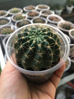 XƯƠNG RỒNG LOBI