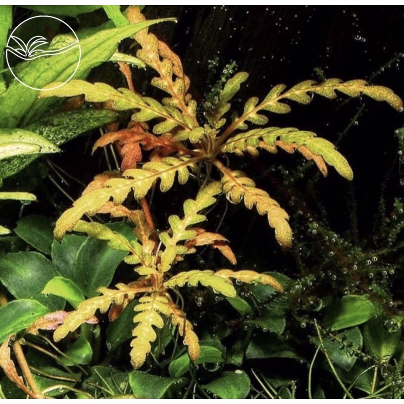 Hygrophila Pinnatifida - Cây Liễu Đỏ Răng Cưa - Cây Thuỷ Sinh Cắt Cắm