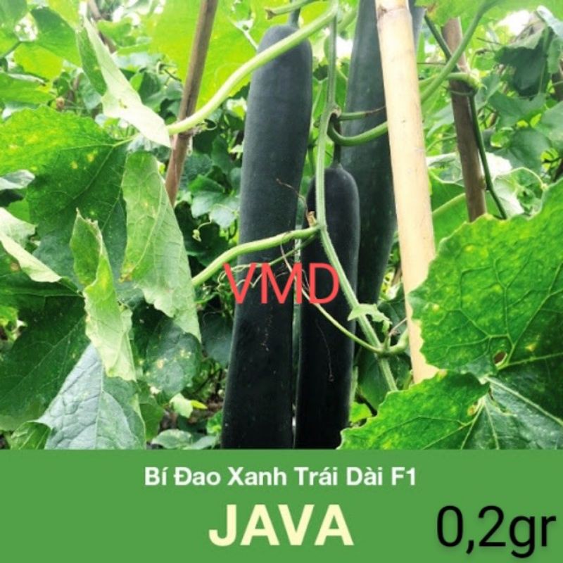 Hạt giống Bí Đao Xanh Trái Dài Java