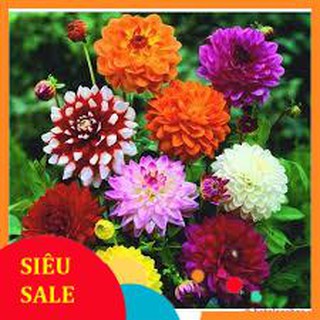 40 hạt giống hoa thược dược kim cương  TẾT KHUYẾN MẠI