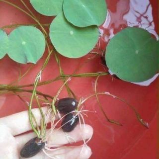 Sen Nhật Mini Đã Cắt Đầu Hạt