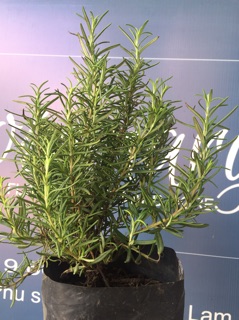 [Mua 5 tặng 1] Combo 3 chậu Hương Thảo lớn (Rosemary)
