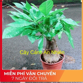 Kim Ngân Chân Voi (thân 10cm)