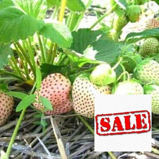 Gói 100 hạt giống dâu tây trắng f1 sale
