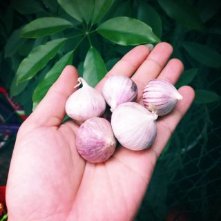 Tỏi cô đơn loại to đã nhặt sạch