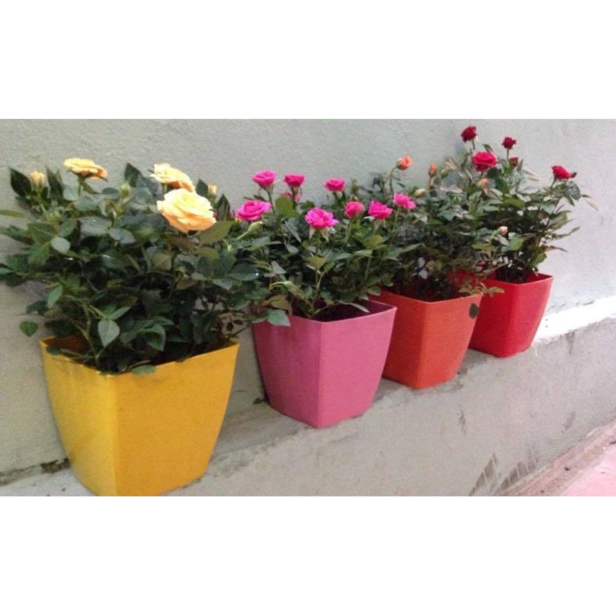 Chậu nhựa vuông đẹp 15x15cm