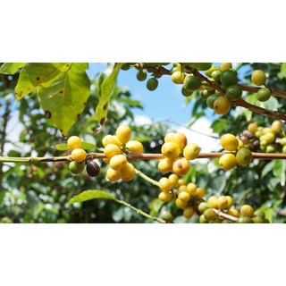 Cà phê Gu Đậm Đà Blagu, Cà phê hạt đã rang cho Espresso