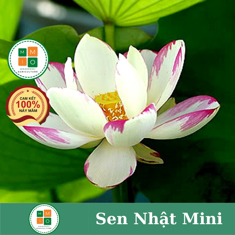 Hạt giống sen Nhật tứ quý , hoa sen cảnh - Cam kết chuẩn màu, độ nảy mầm cao
