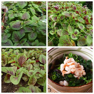 COMBO 2 gói hạt giống rau dền khoang cao sản