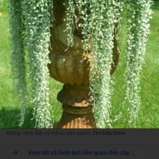 Cây vẩy rồng 6 cây
