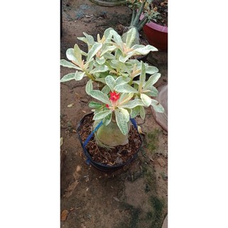 Cây hoa sứ thái lá Cẩm thạch