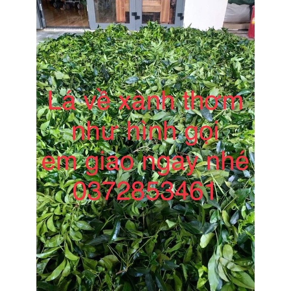 Lá mắc mật tươi