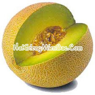 Bán Hạt Giống Dưa Lưới Lõi Vàng Oval(10 hạt) hàng chuẩn