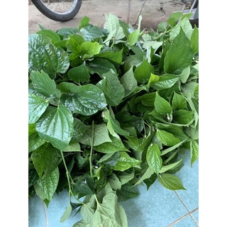 Lá Lốt Tươi 30k/500gr
