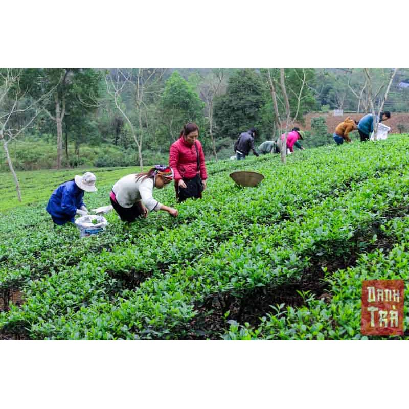 [Tri ân] 100gr bột trà xanh Thái Nguyên nguyên chất