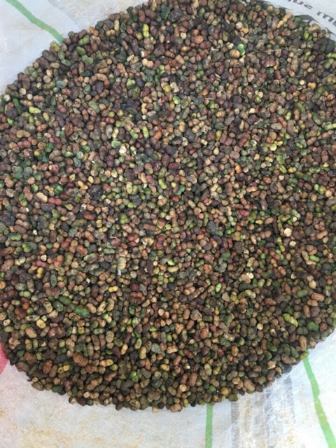 Quả Tam thất Bắc Sapa loại 1 500g