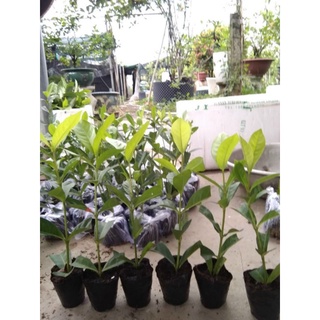 mẫu đơn mỹ vàng chanh
