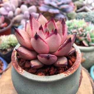 Cây Đế vương - romeo miow (xanh, hồng)