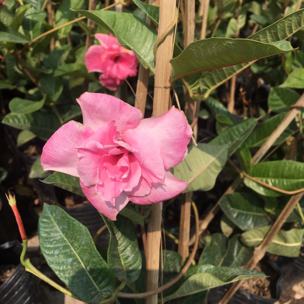 Cây Hoa Hồng Anh Leo Giàn Chiều Cao 50cm Hoa Quanh Năm
