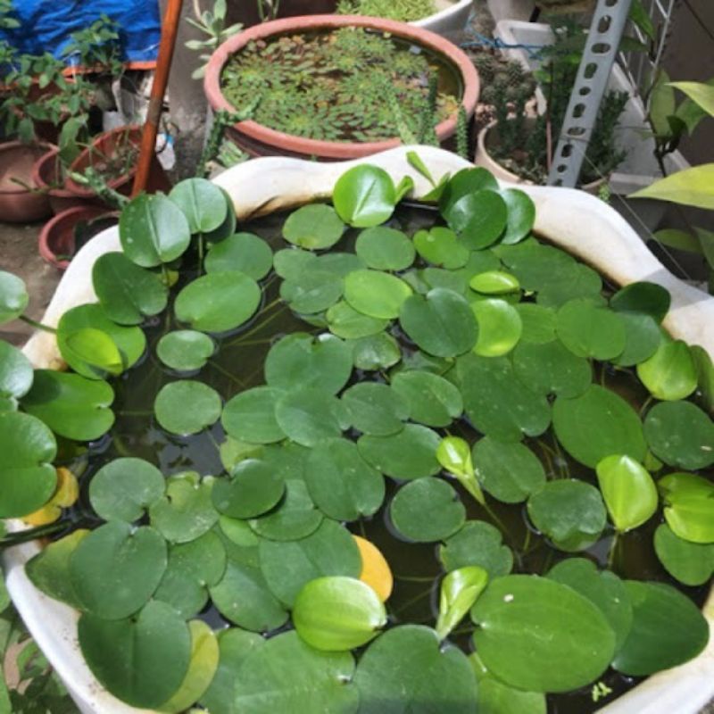 《Giá Rẻ》Thủy Quỳnh Trồng Thủy Sinh