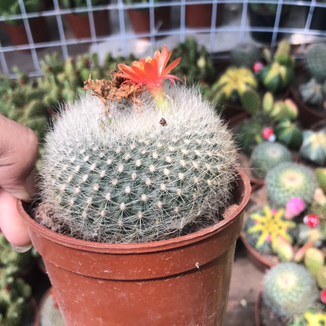 Xương rồng size 6cm