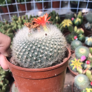 Xương rồng size 6cm