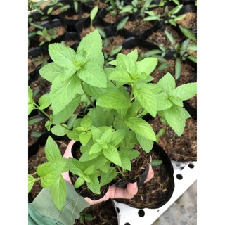 Combo 3 Cây Bạc Hà Nhật 🌿 ( JAPANESE MINT 🪴)