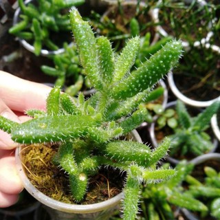 Cây sen đá mặt nạ