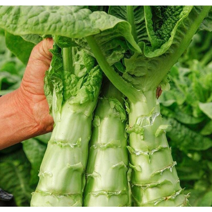 10 Gram Hạt Giống Rau Diếp Thơm Lá Xanh Thân Trắng Đầu To ( 8277)