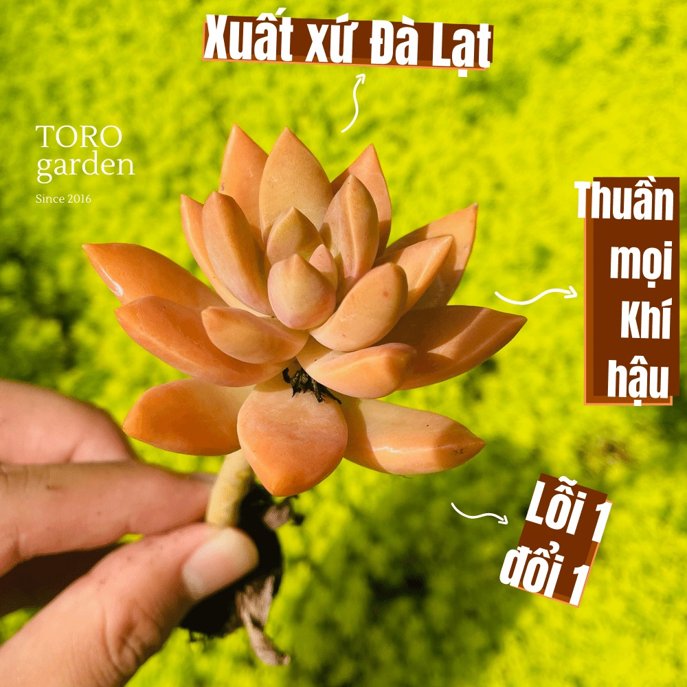 Sen đá đá đỏ cổ thụ Đà Lạt size mini cây cảnh trang trí nhà cửa Toro garden
