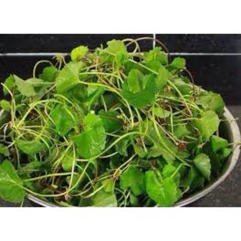 Rau má tươi 200-500g - Ship hoả tốc Hà Nội