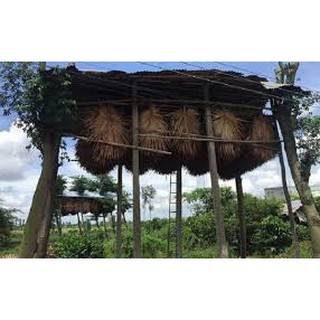 PHÂN DƠI NGUYÊN CHẤT - 500 Gram/ gói