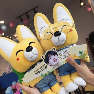 Cáo eddy giống wonwoo