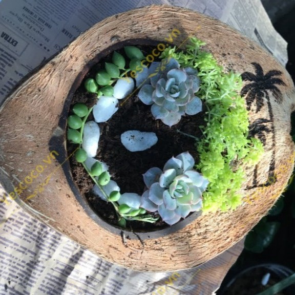 Chậu nữa trái dừa cắt dọc trồng hoa Tết || COCODECOR