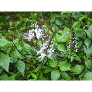 500 gam cây râu mèo phơi khô