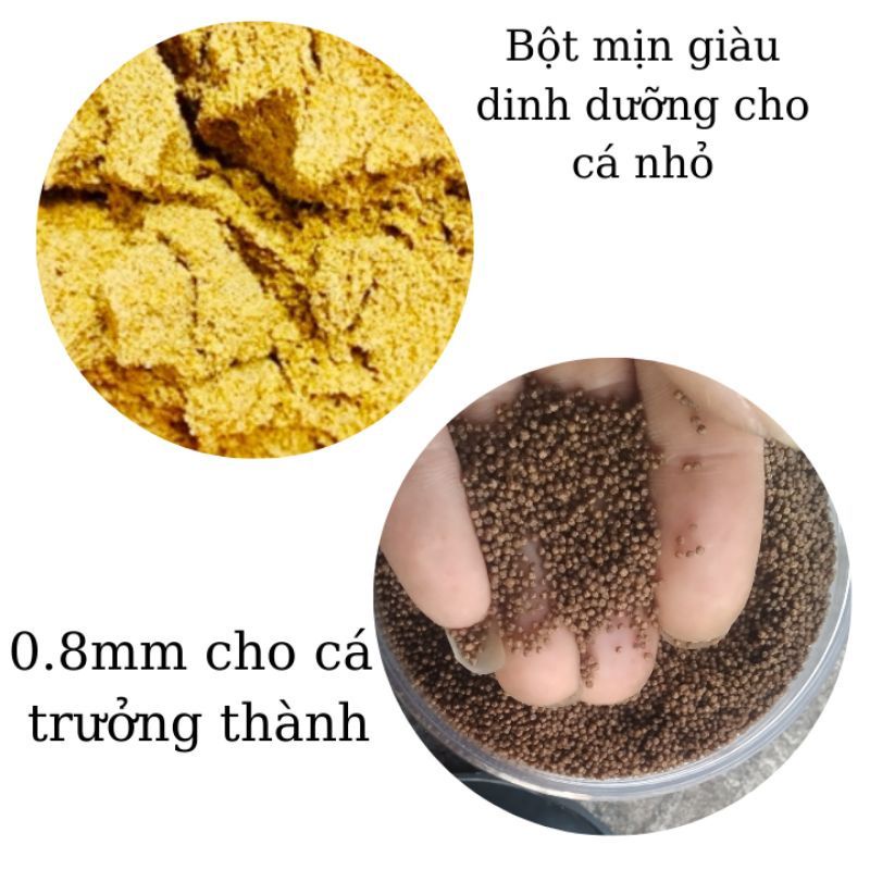 Thức ăn cá bẩy màu  shanghai lớn nhanh, tăng màu