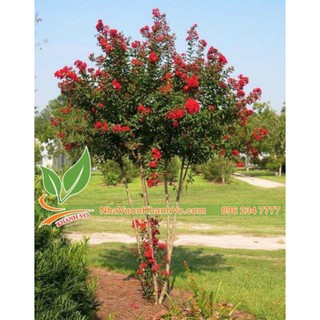 Tường vy đỏ huyết long cao 50cm