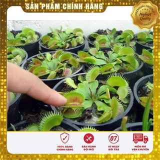 10 Hạt giống Cây ăn thịt (bẫy kẹp) (tặng gói Kích nẩy mầm và Hướng dẫn) VIETSEED
