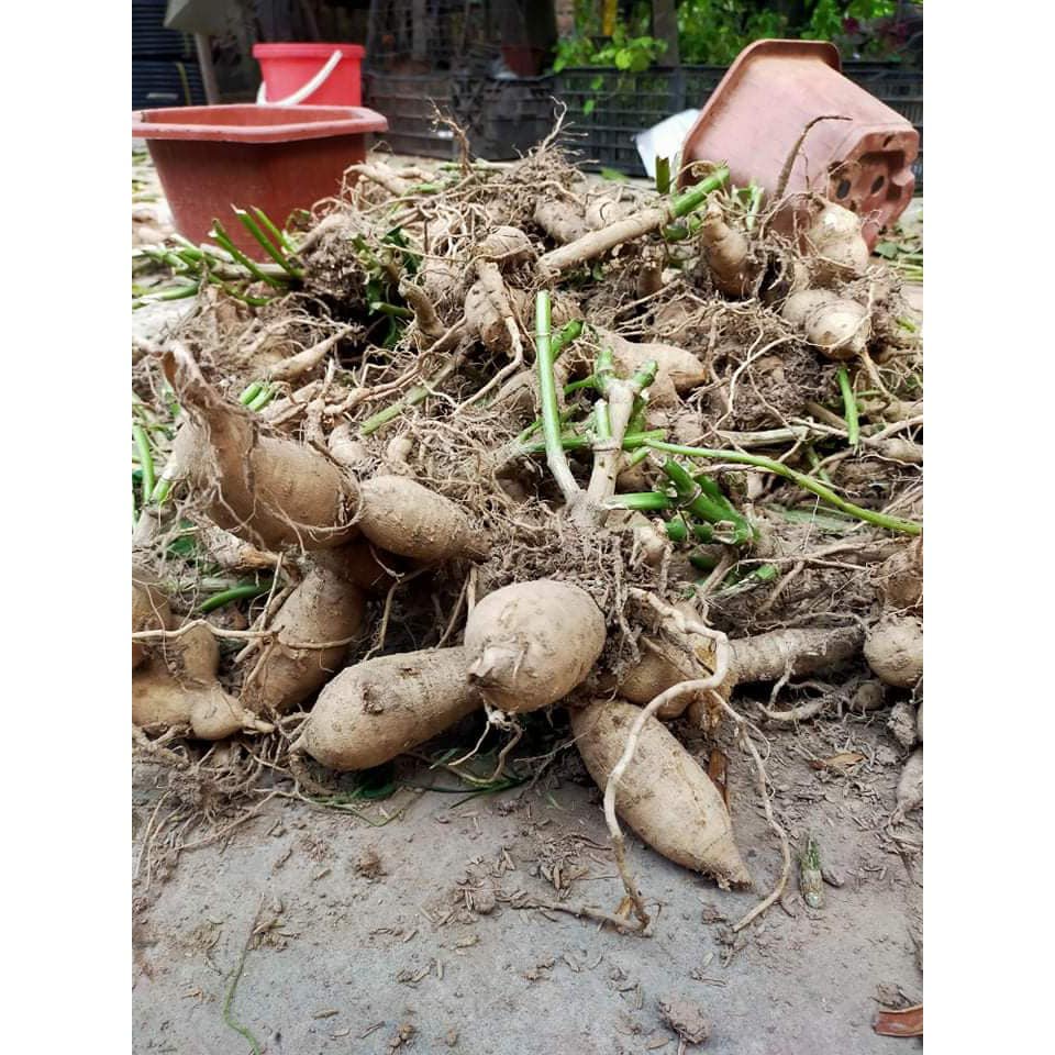 Củ hoa thược dược cánh kép nhiều màu, chùm to ( ảnh thật)