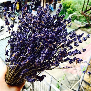 Hoa lavender bó 80g