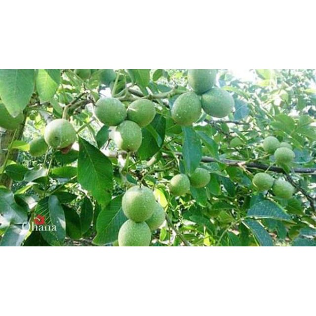 Cây Óc Chó Đang Quả