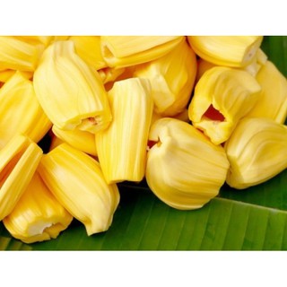 Combo 2 Cây giống Mít Thái Siêu Sớm