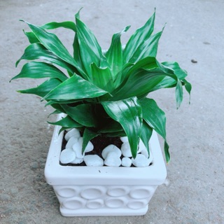 Chậu cây phát tài