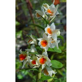 Lan Dambri hoa trắng lưỡi cam