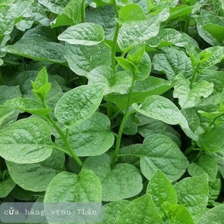 Giống rau Mồng Tơi Sen Nông 50gr
