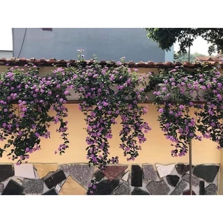 Hoa ngũ sắc kép(1 bầu cây)