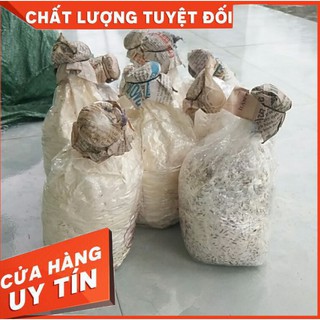 Meo nấm sò