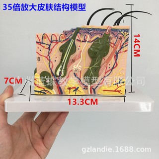 Mô Hình Cấu Trúc Da Phóng To Gấp 35 Lần