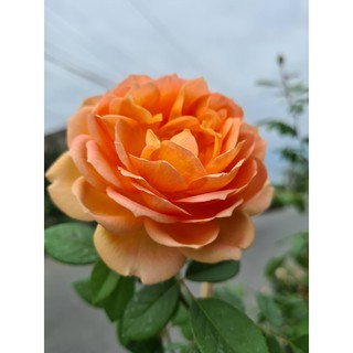 Hồng Leo Ngoại Lady of Shalott
