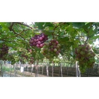 Phân bón hữu cơ Vino 79 (Vinco 79) - 4 lít